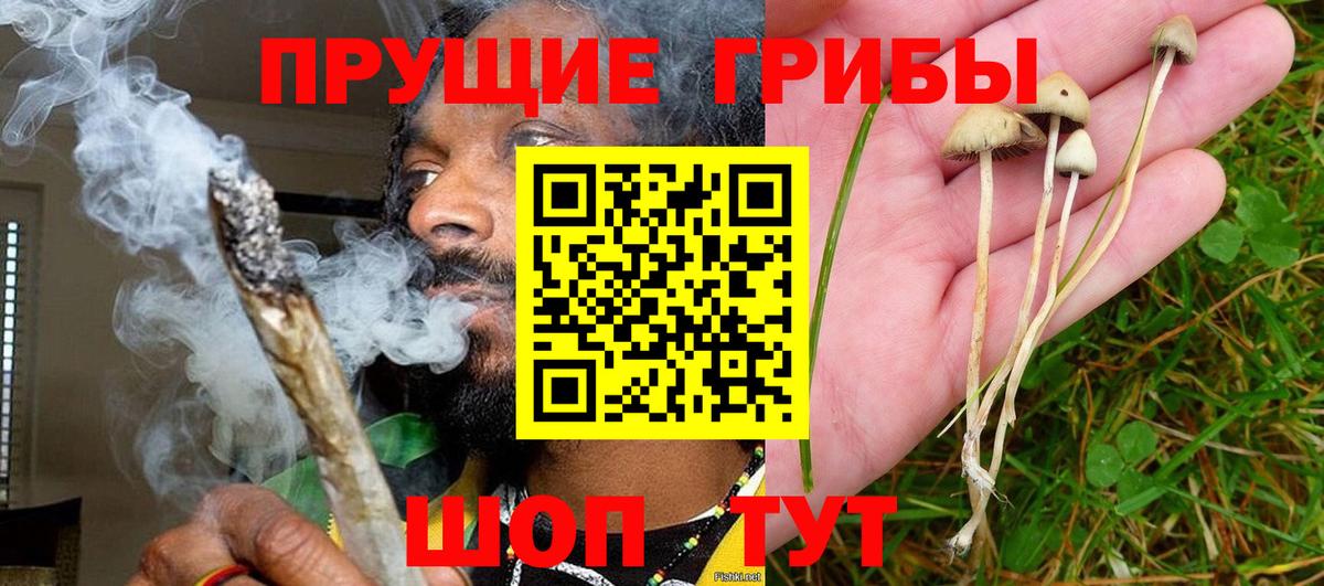 Псилоцибиновые грибы Psilocybe Егорьевск